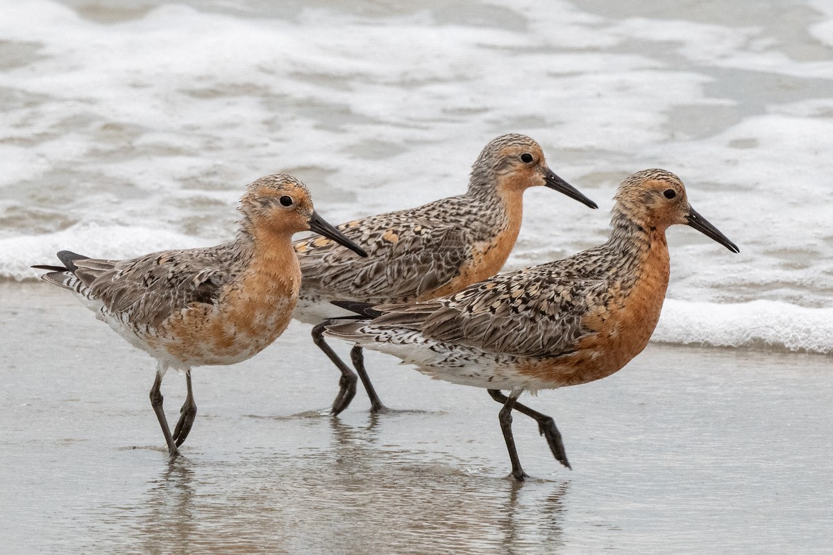 Red Knot - Mike Winck