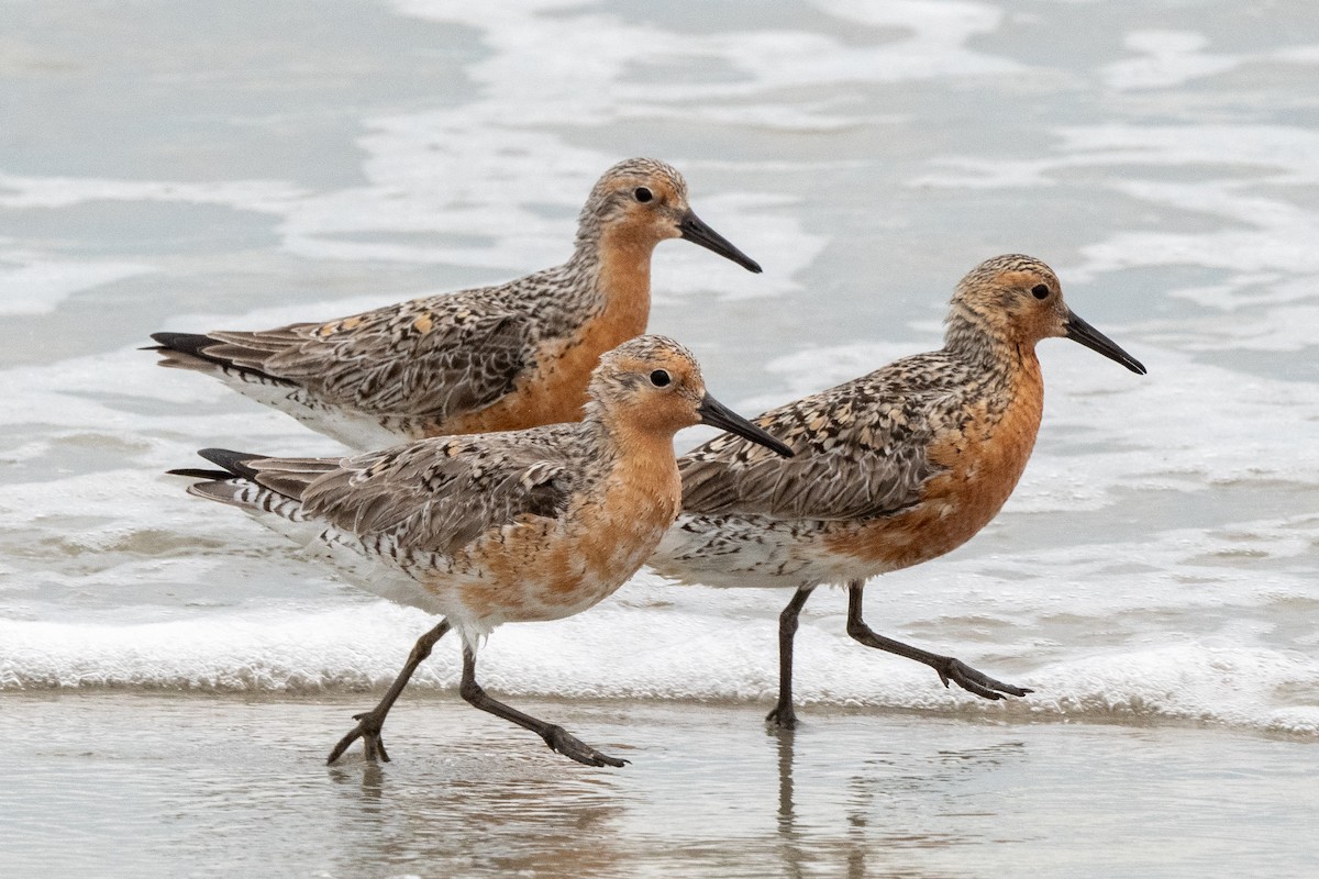 Red Knot - Mike Winck