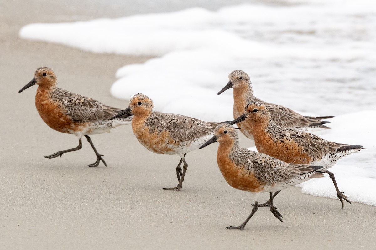 Red Knot - Mike Winck