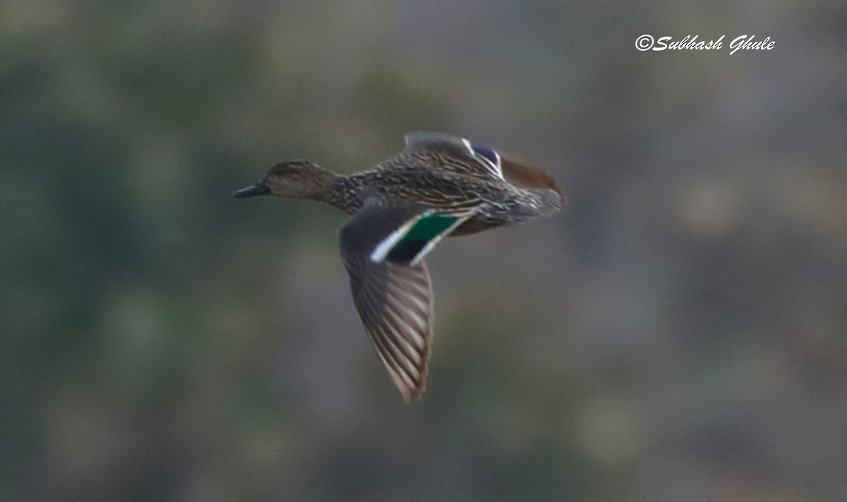 Indian Spot-billed Duck - SUBHASH GHULE