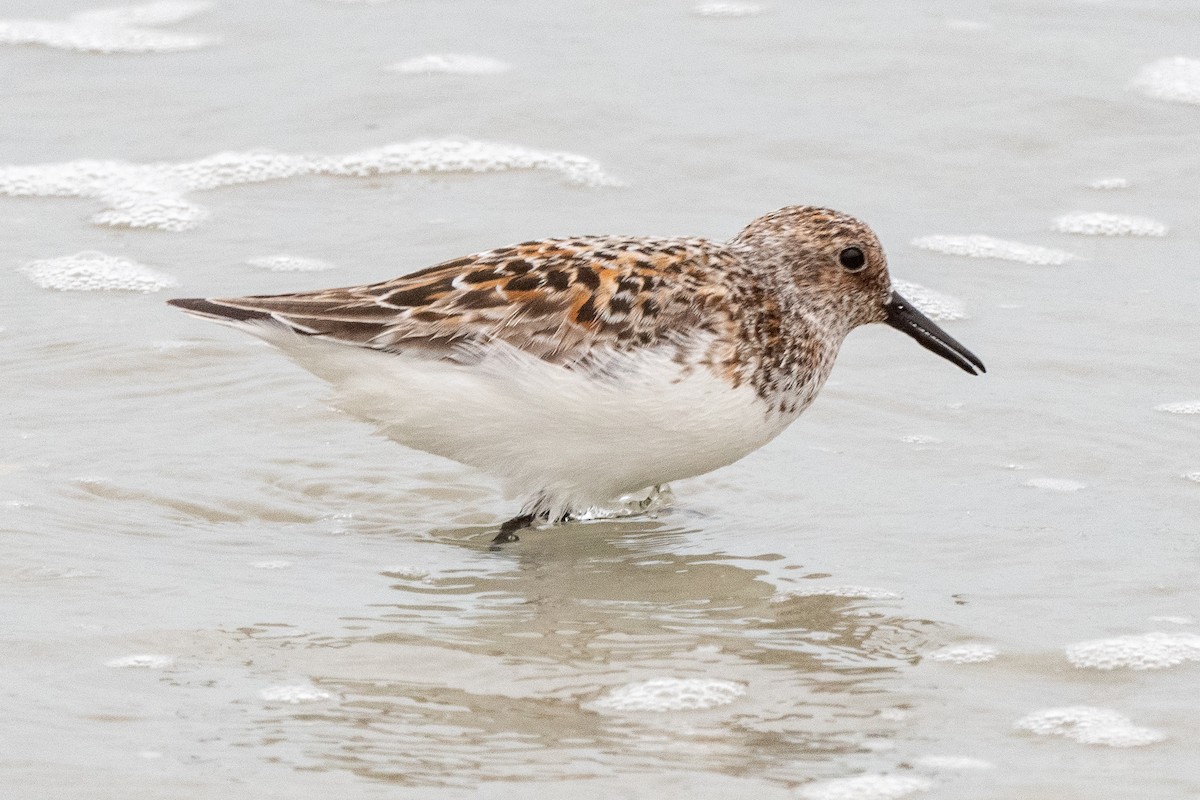 Sanderling - Mike Winck