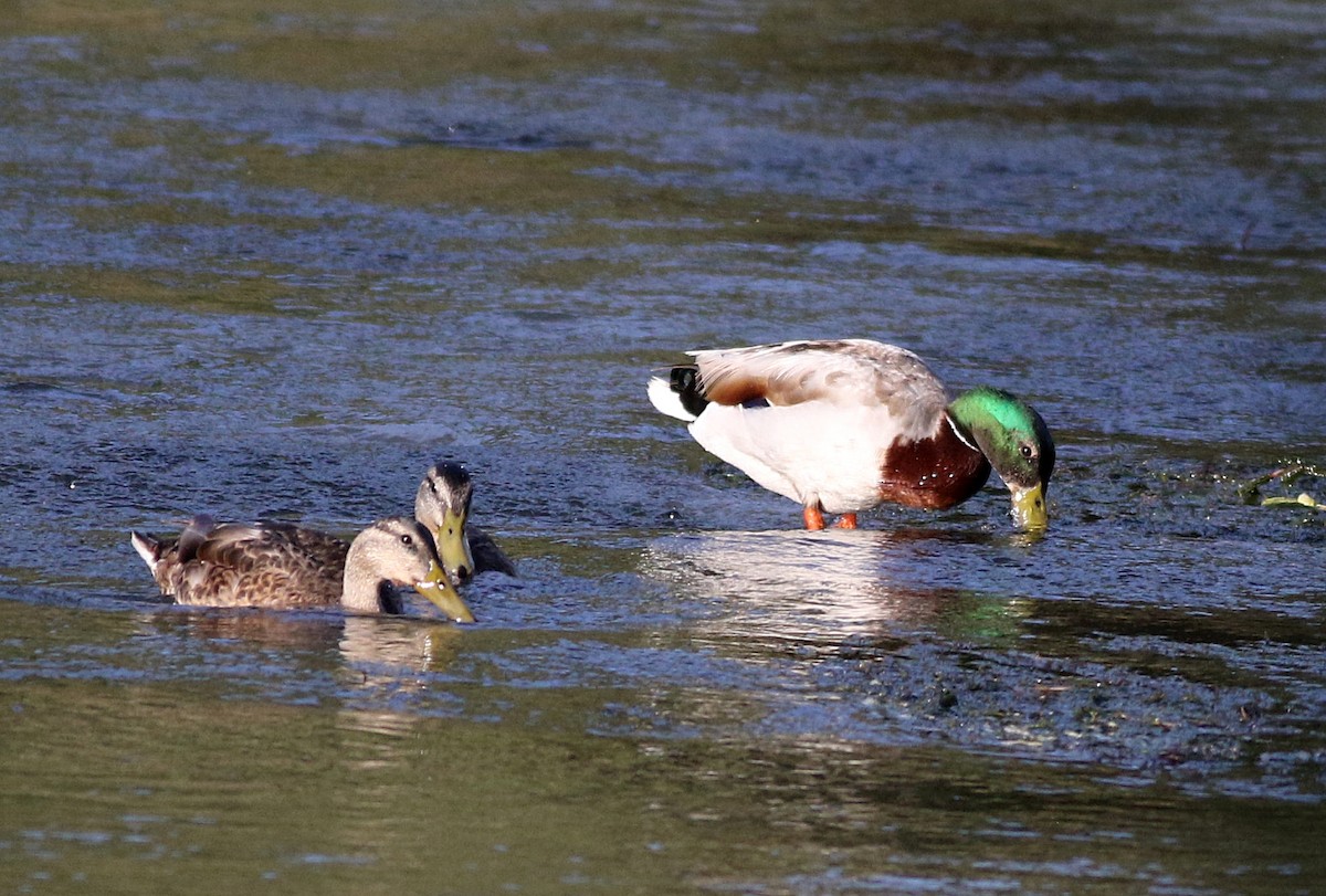 Mallard - Miguel García