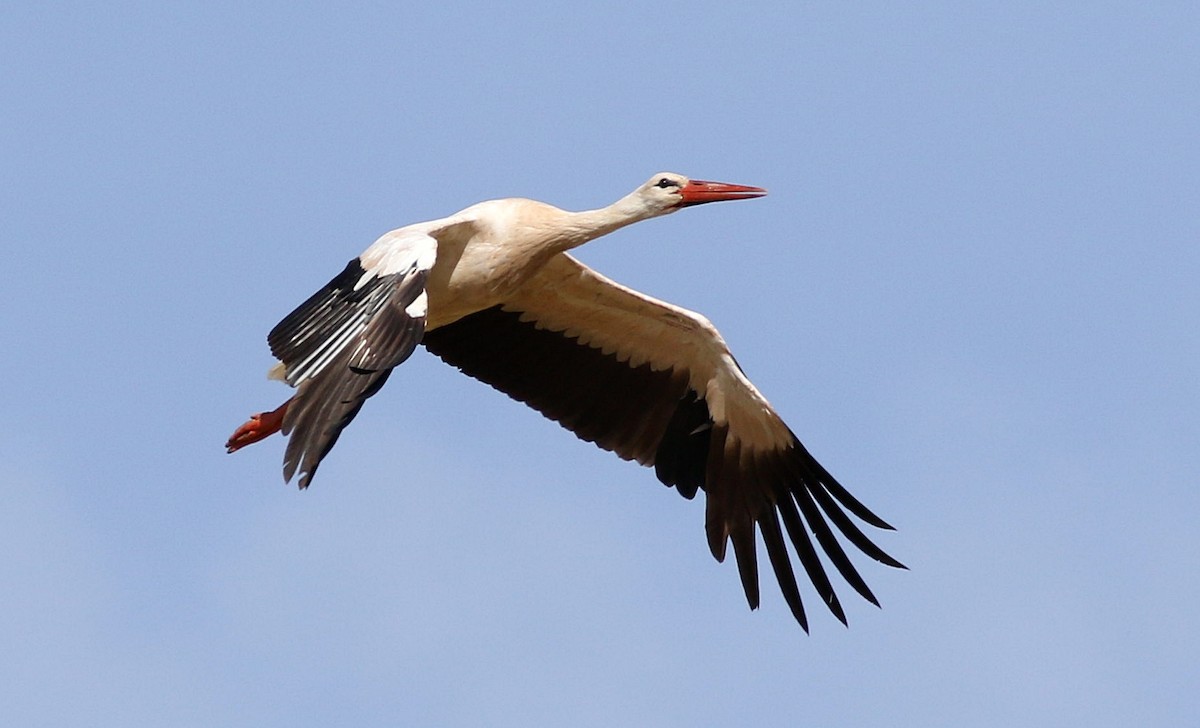 White Stork - Miguel García