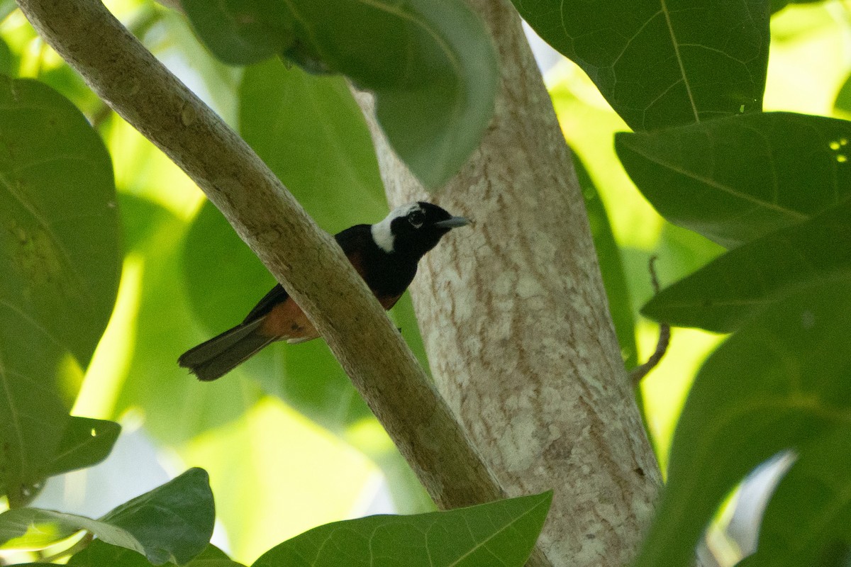 White-capped Monarch - ML619664215