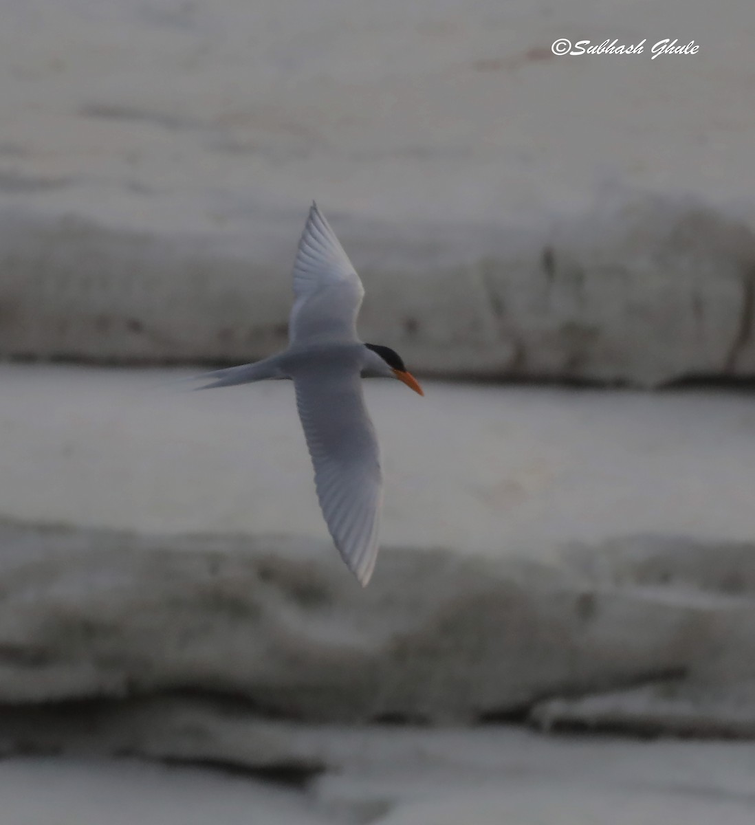 River Tern - ML619664218