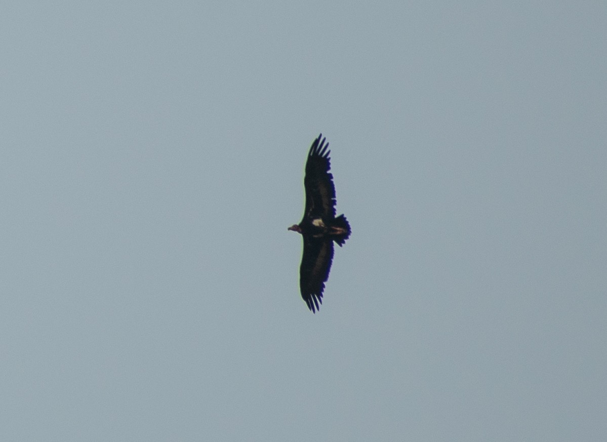 Red-headed Vulture - Atharva Gijare