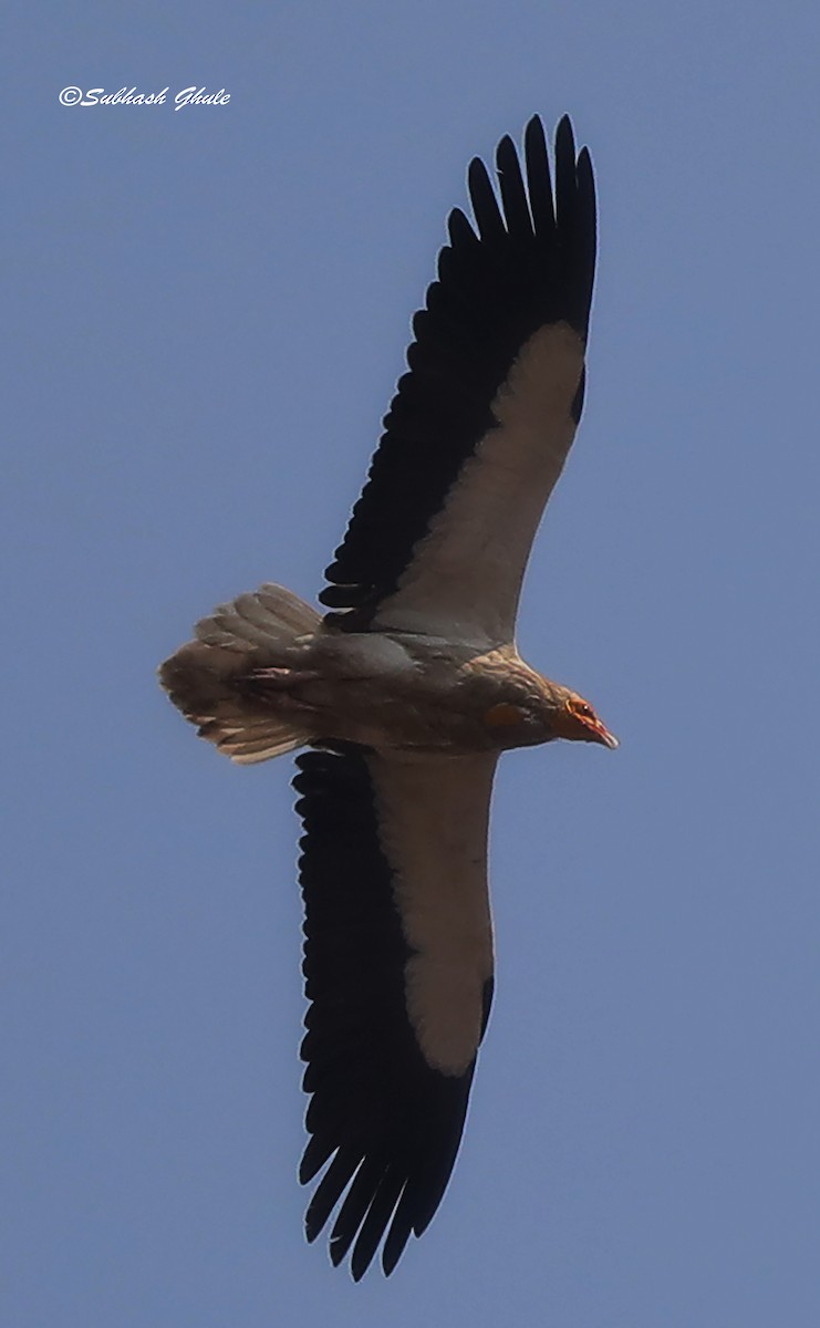 Egyptian Vulture - SUBHASH GHULE