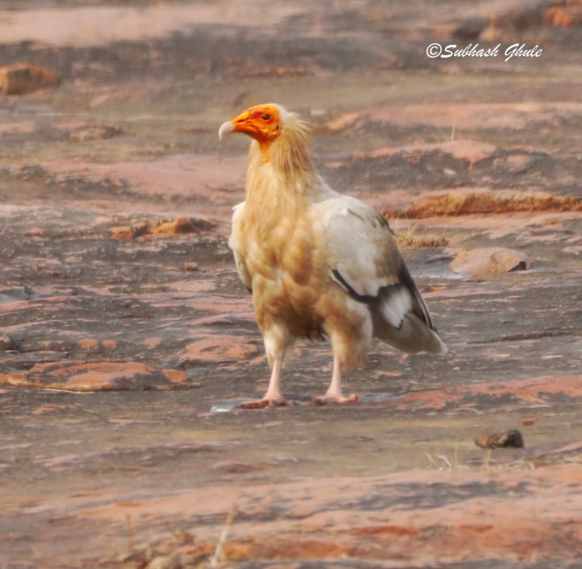 Egyptian Vulture - SUBHASH GHULE