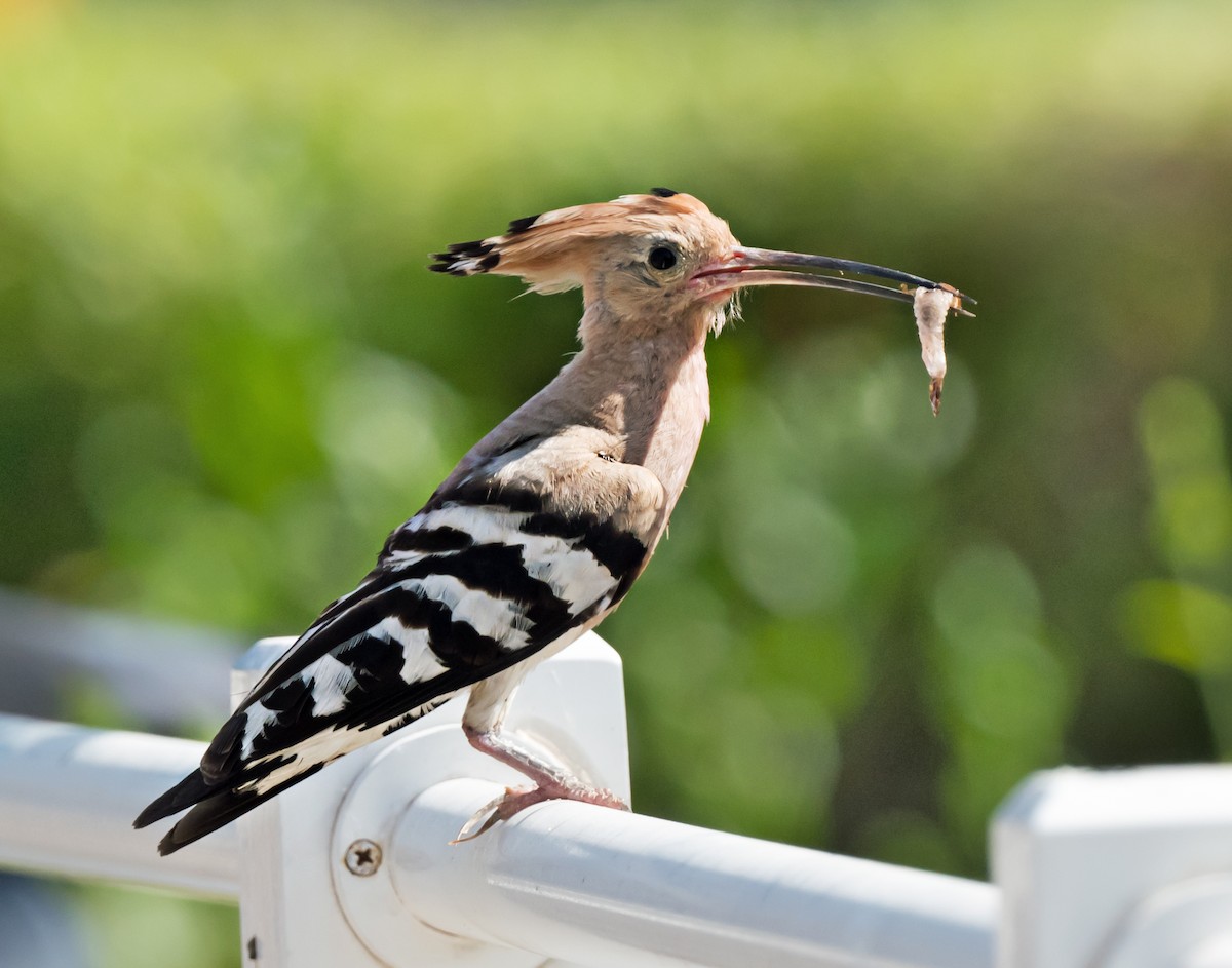 Eurasian Hoopoe - chandana roy