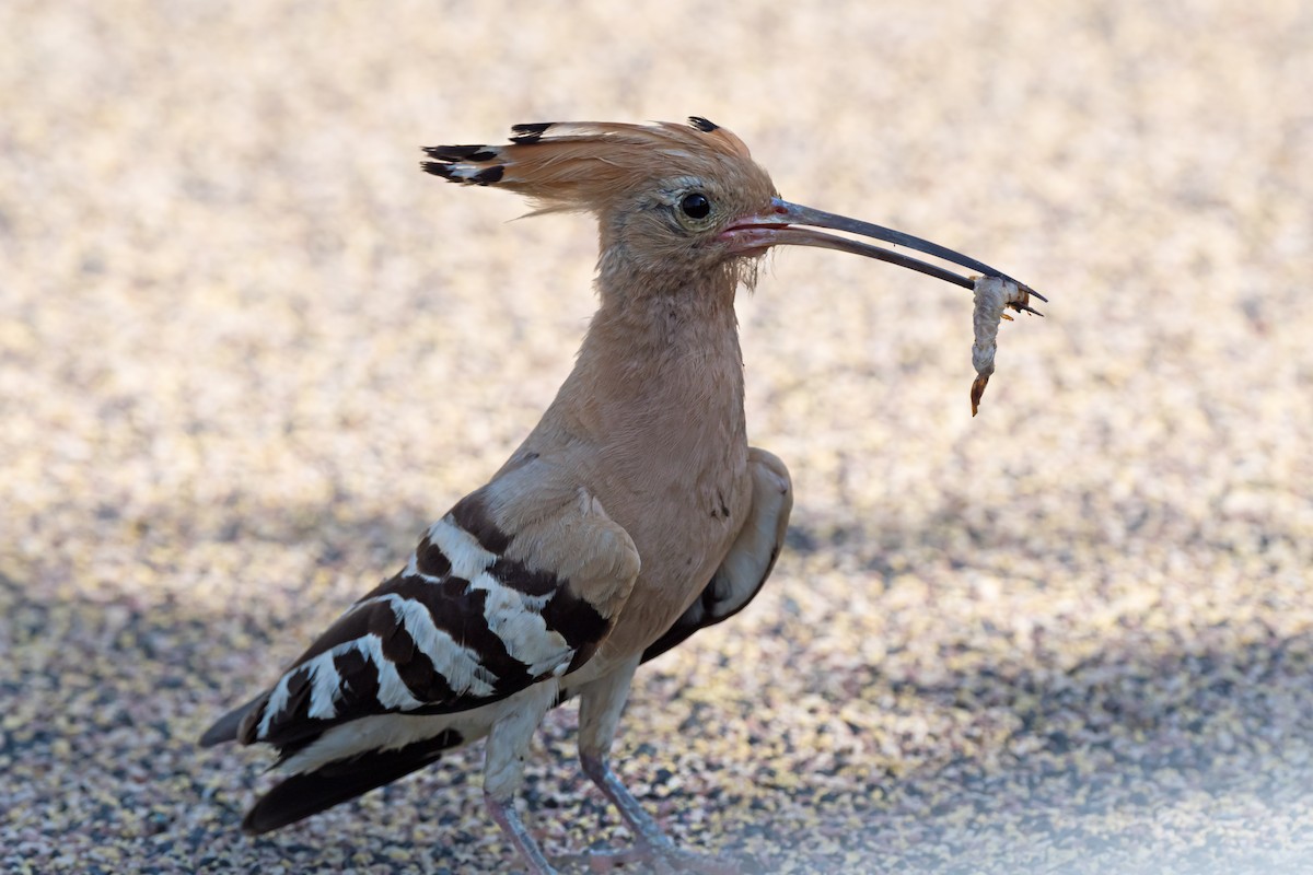 Eurasian Hoopoe - chandana roy