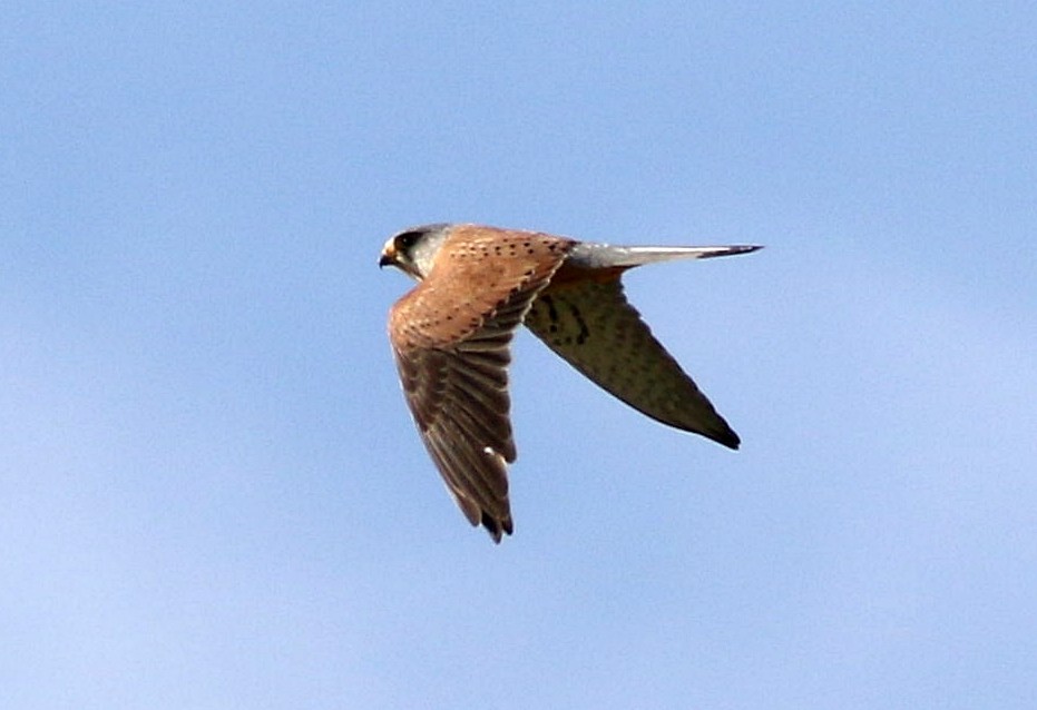 Eurasian Kestrel - ML619664242