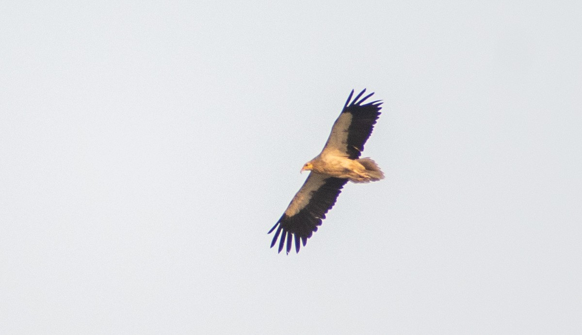 Egyptian Vulture - Atharva Gijare