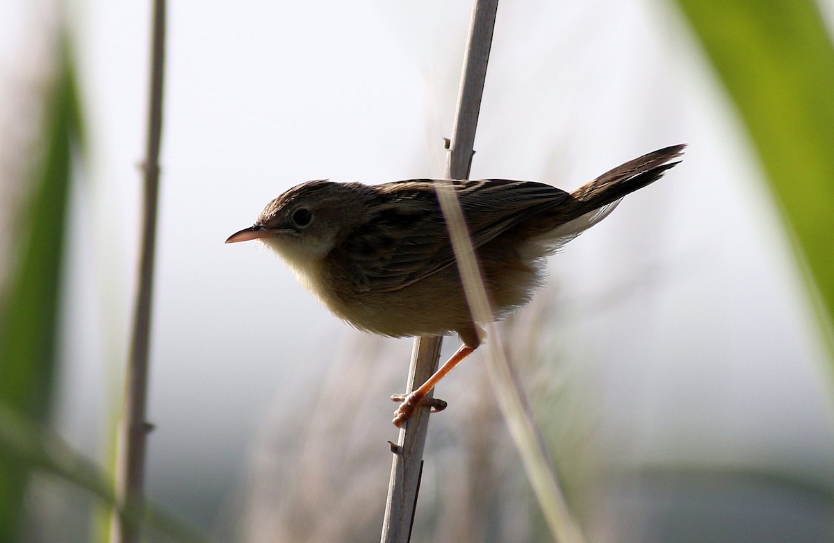 Zitting Cisticola - ML619664245