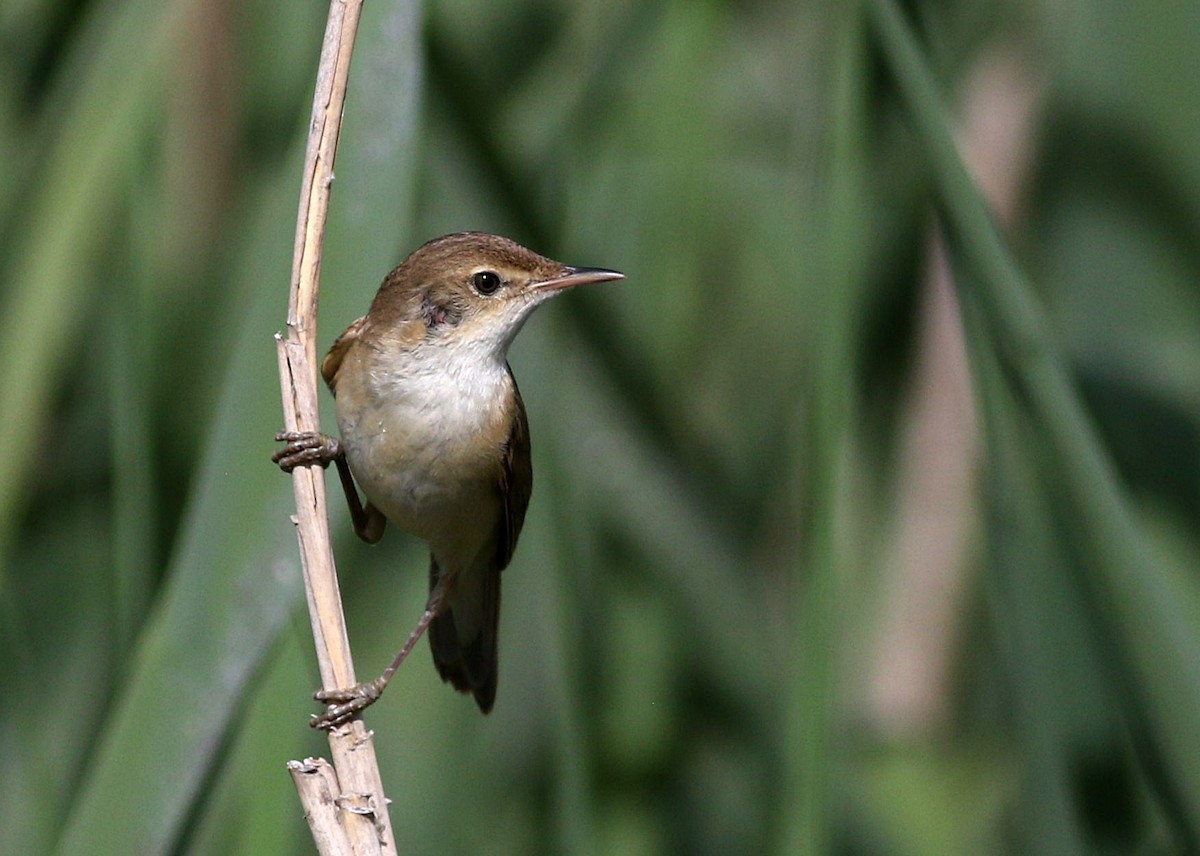 Common Reed Warbler - ML619664246