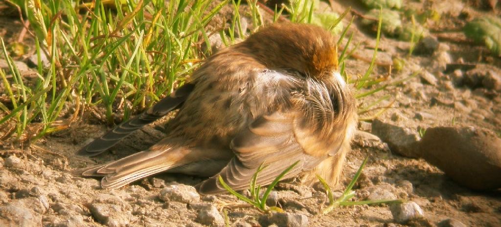 Common Redpoll - ML619664248