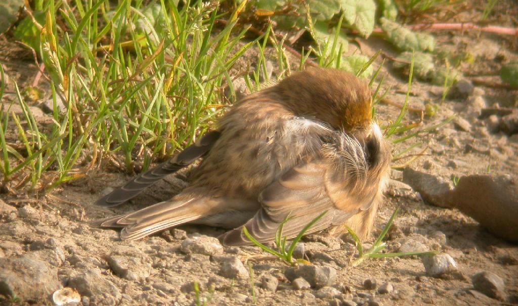 Common Redpoll - Jurgen Beckers