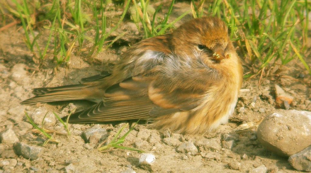 Common Redpoll - ML619664251