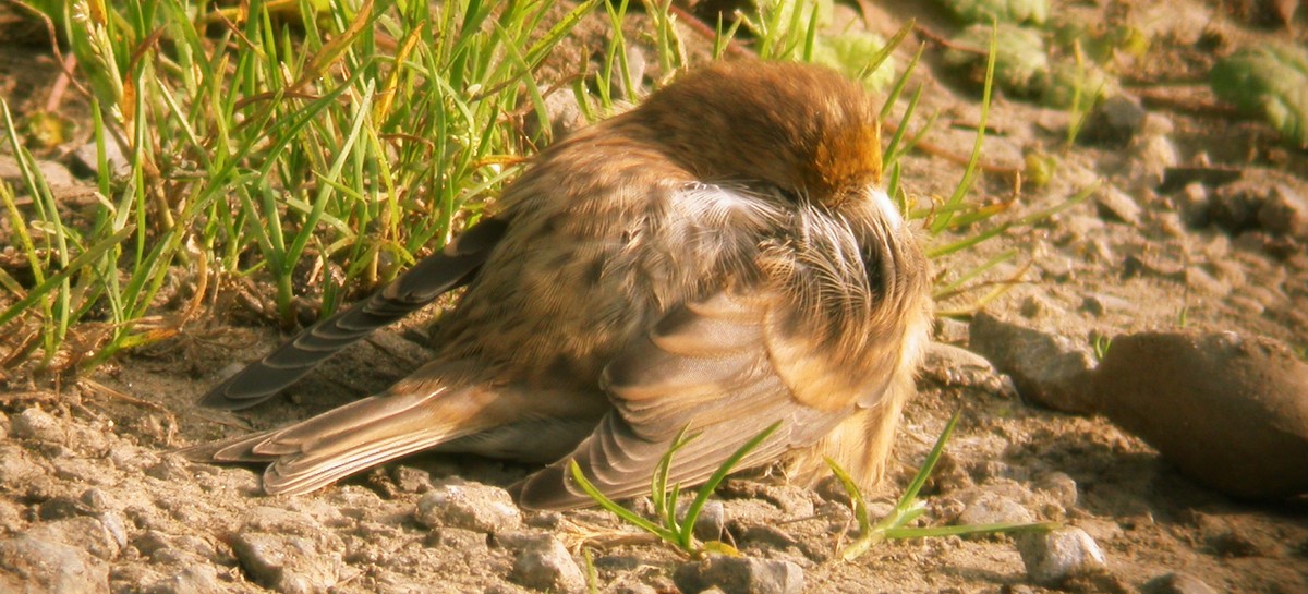 Common Redpoll - Jurgen Beckers