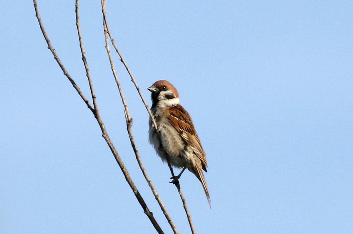 Eurasian Tree Sparrow - Miguel García