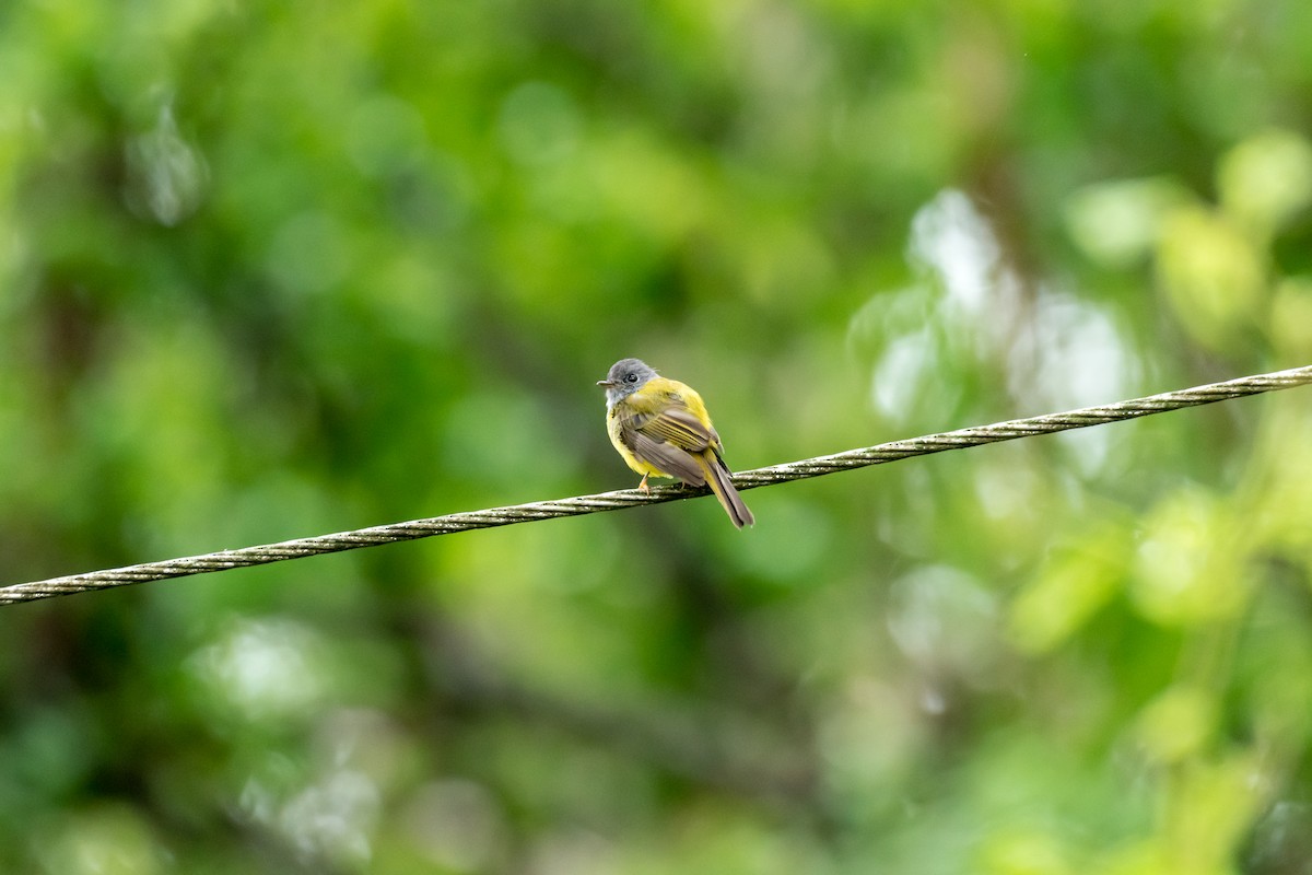 Gray-headed Canary-Flycatcher - Saravana Manian