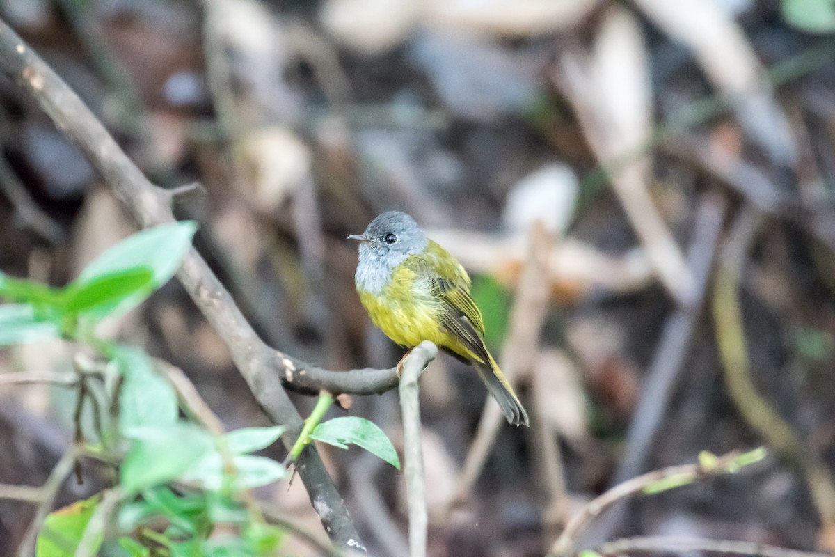 Gray-headed Canary-Flycatcher - Saravana Manian