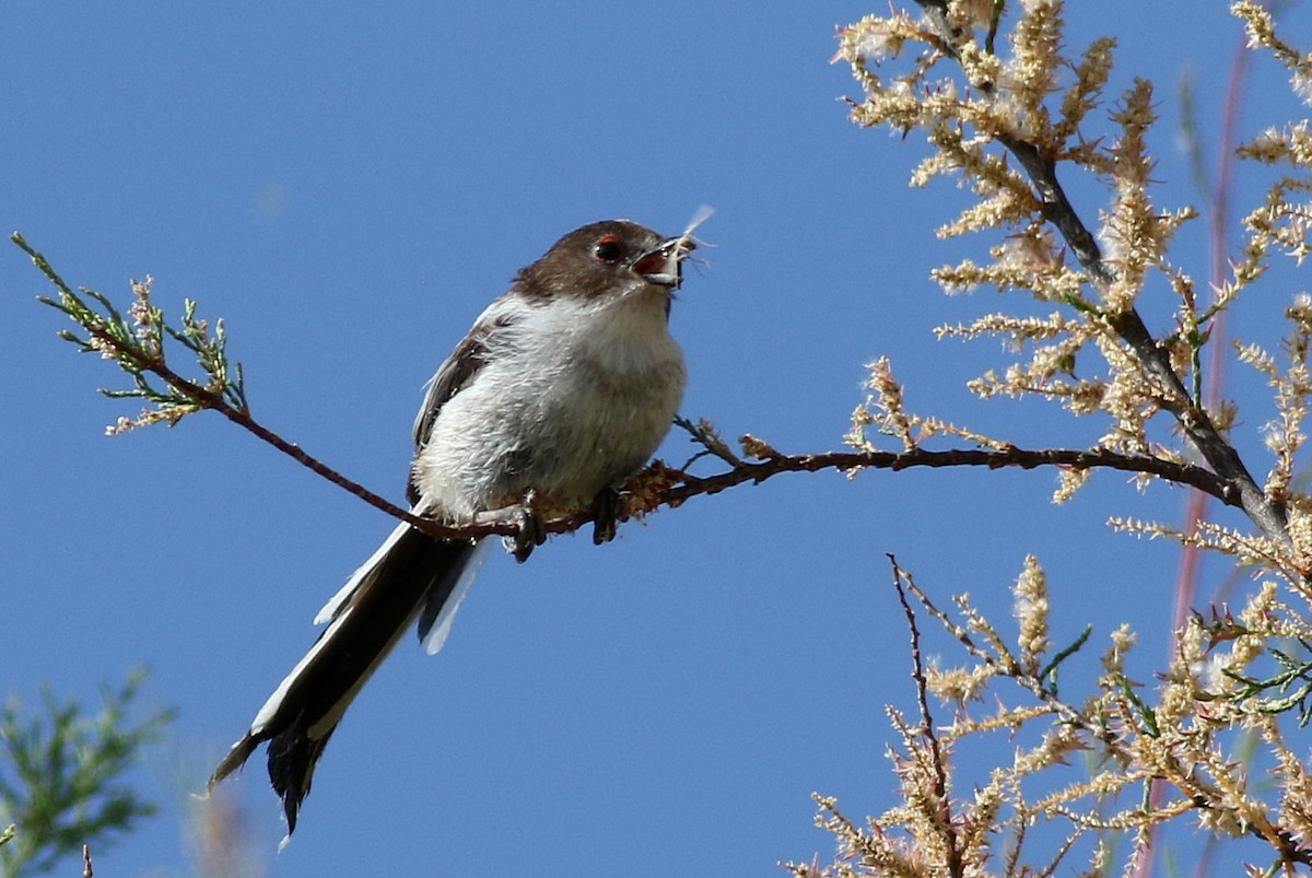 Long-tailed Tit - Miguel García