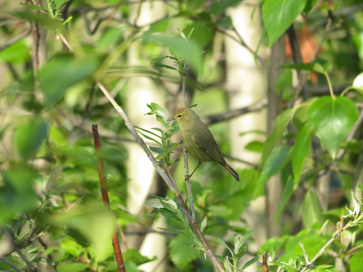 Orange-crowned Warbler - Levi Grudzinski