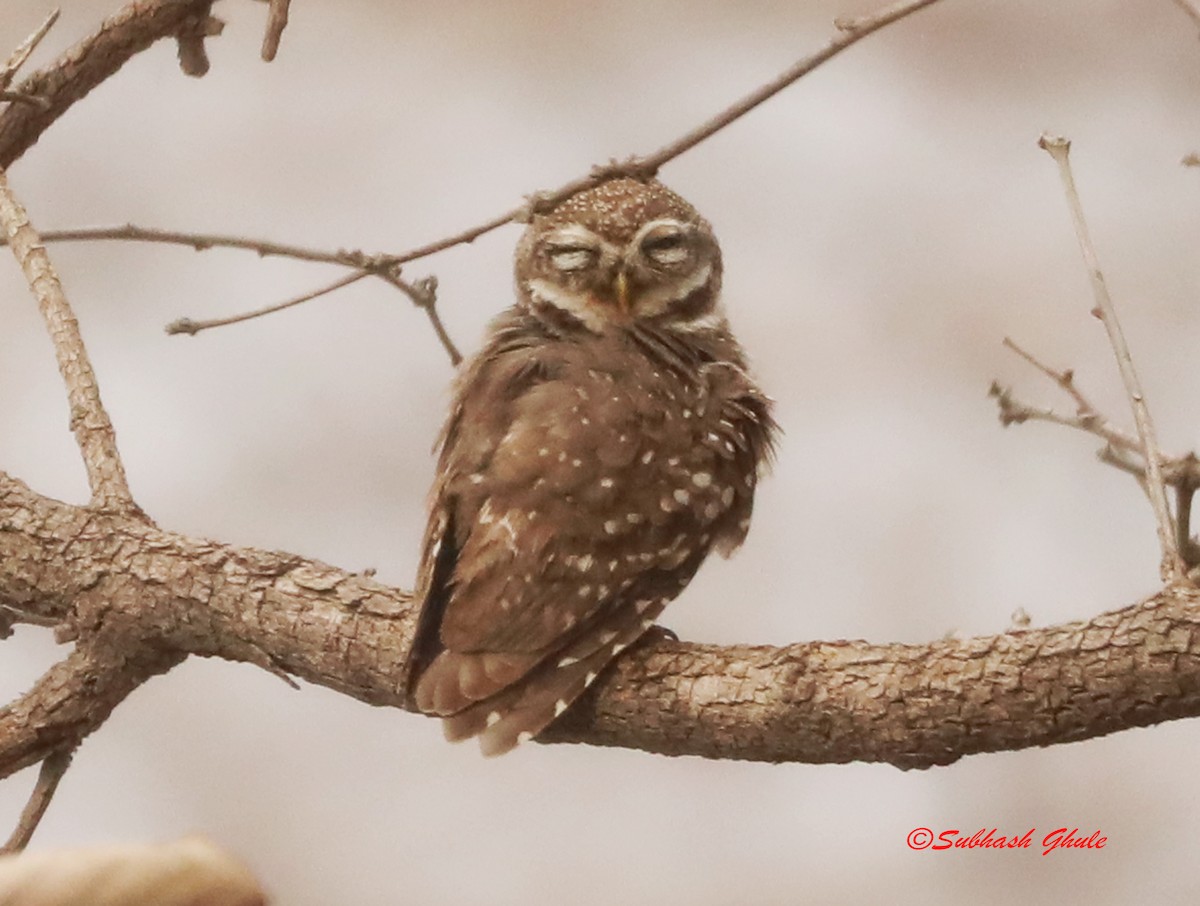 Spotted Owlet - SUBHASH GHULE