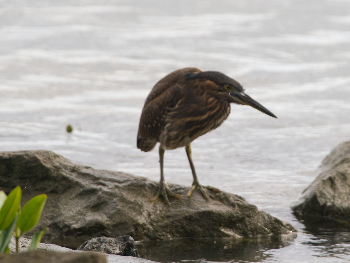 Striated Heron - Helen Leonard