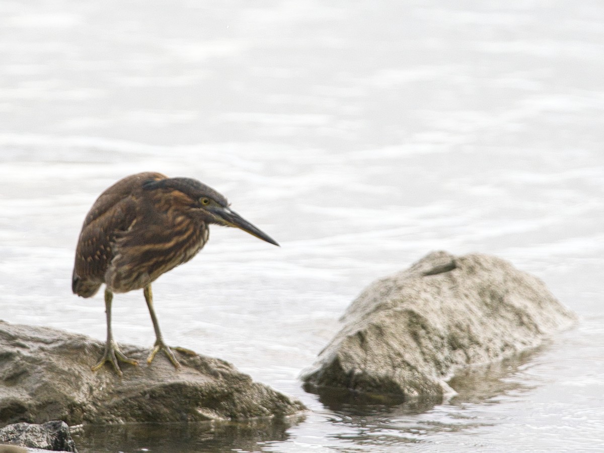 Striated Heron - Helen Leonard