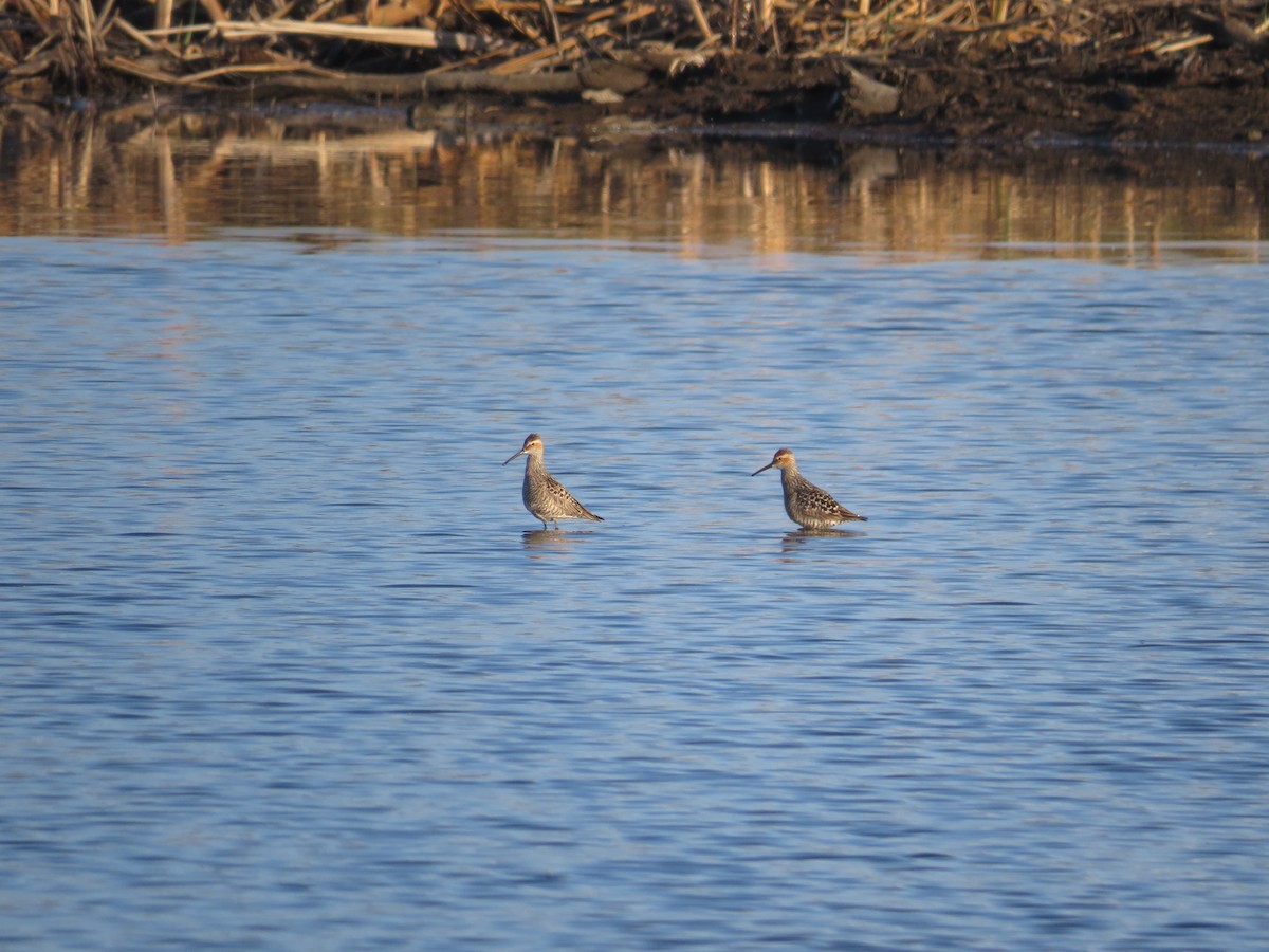 Stilt Sandpiper - ML619664281