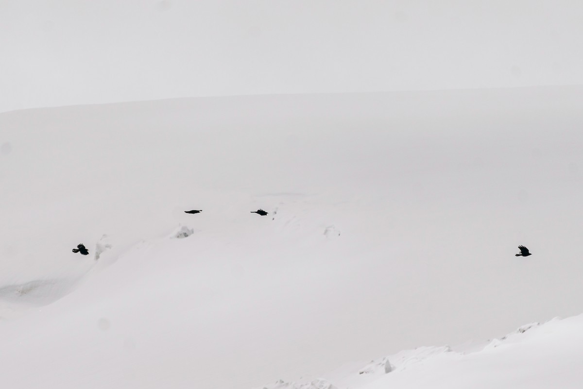 Yellow-billed Chough - ML619664284