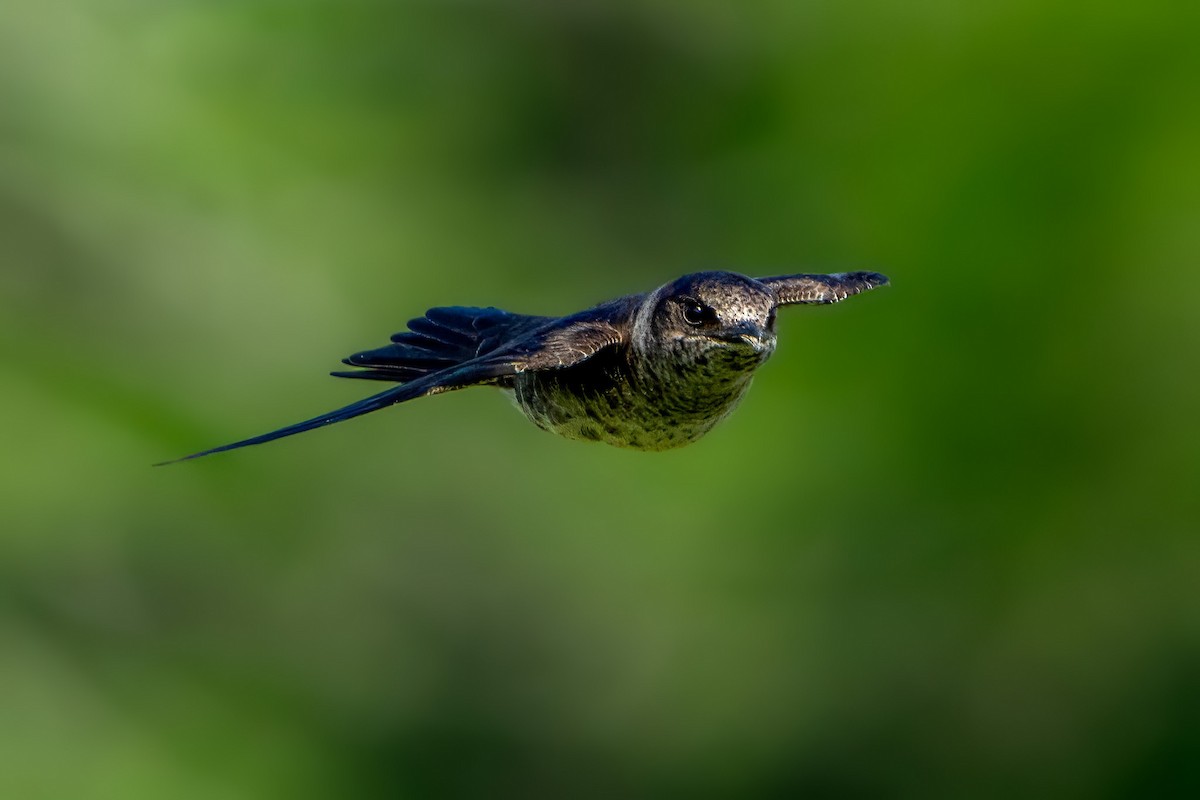 Purple Martin - Ashley Pichon