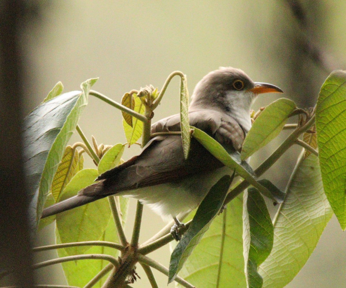 Yellow-billed Cuckoo - Pipe Jiménez