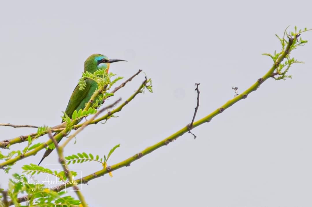 Blue-cheeked Bee-eater - Saliya Ambegoda