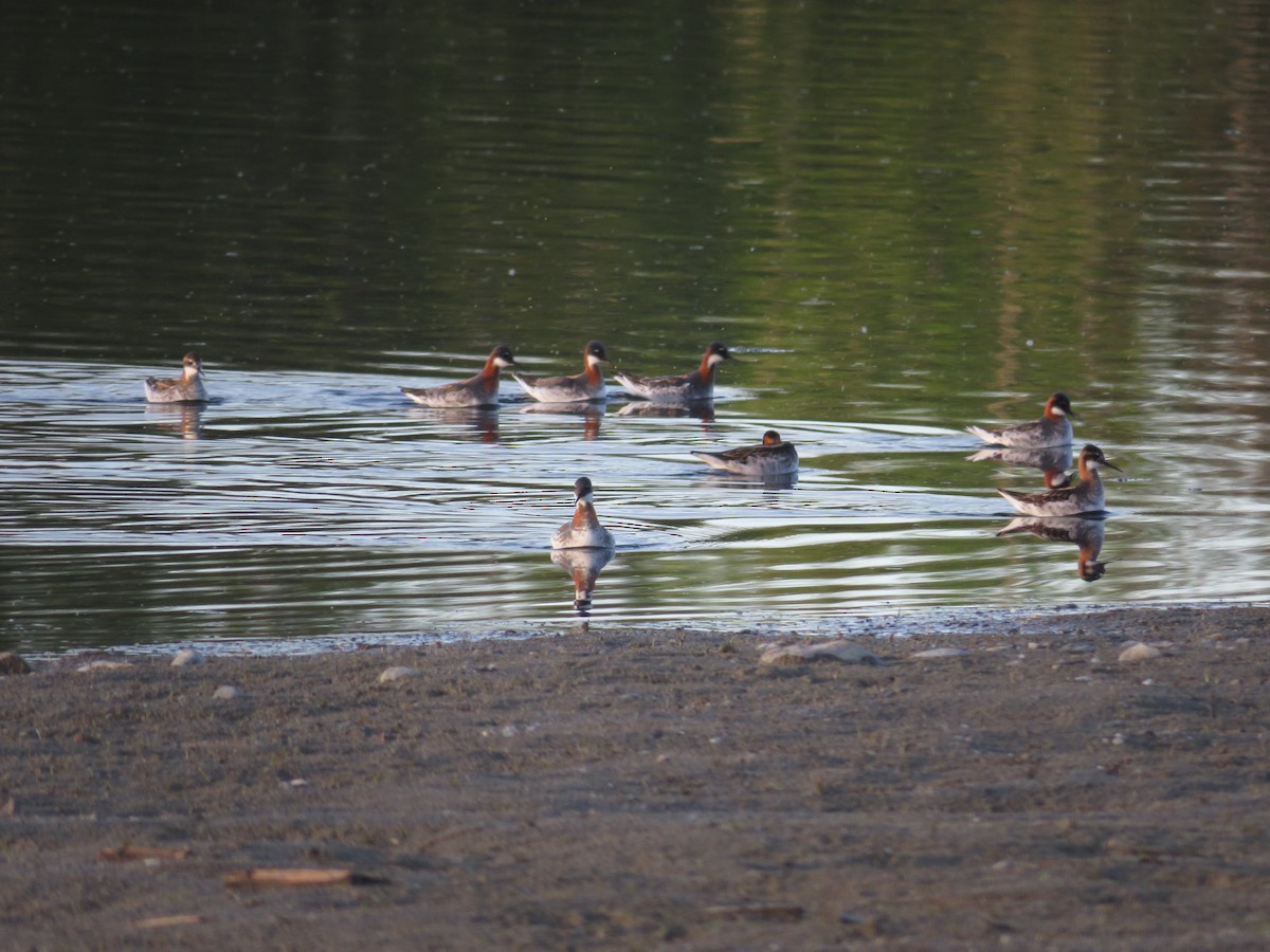 Red-necked Phalarope - ML619664291