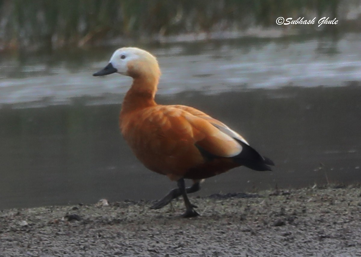 Ruddy Shelduck - SUBHASH GHULE