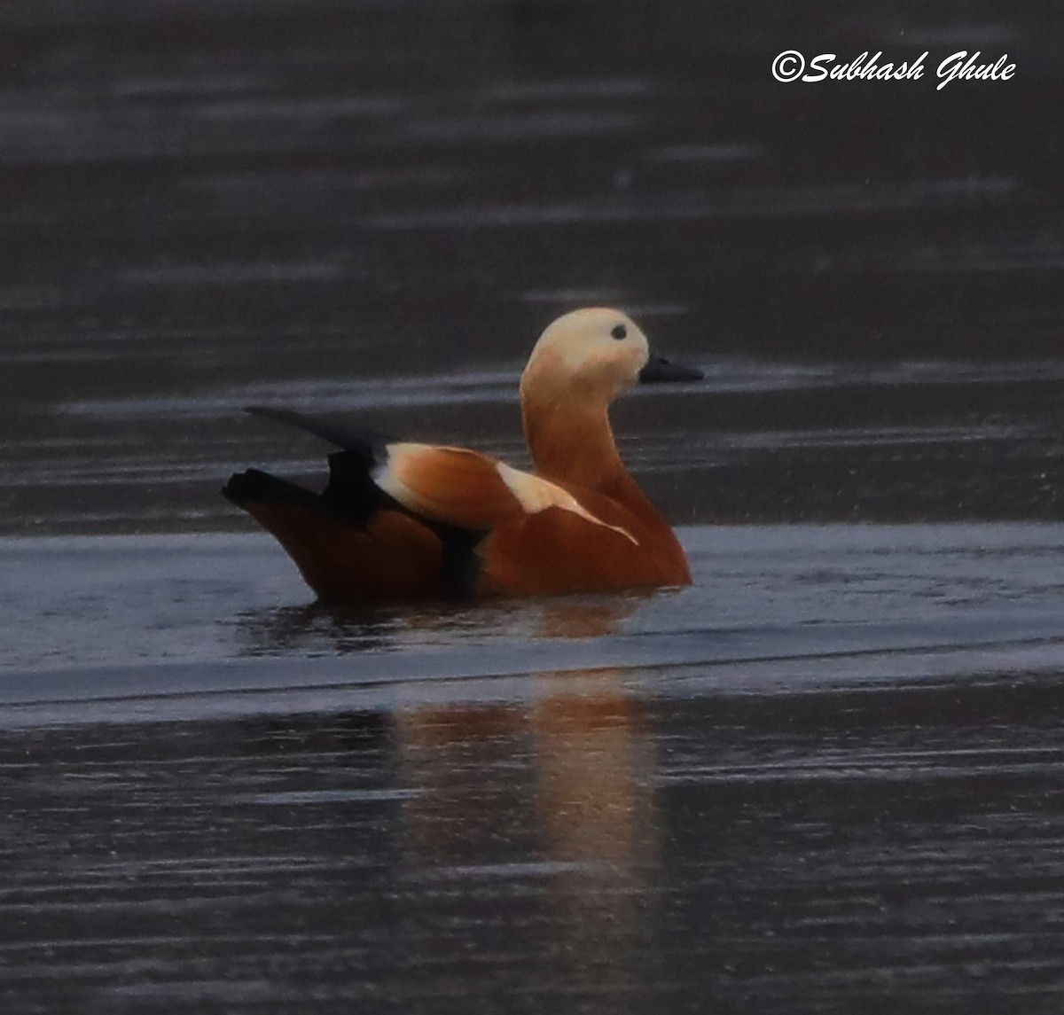 Ruddy Shelduck - SUBHASH GHULE