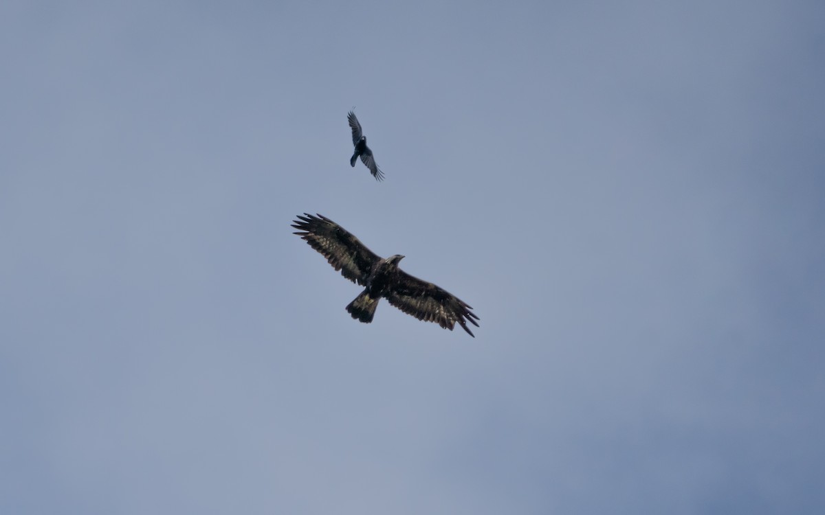 Golden Eagle - Riccardo Alba