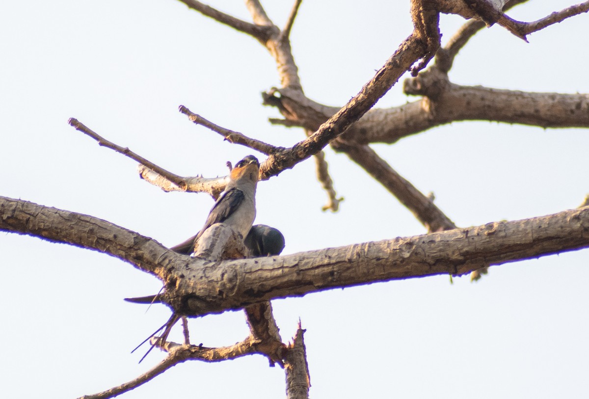 Crested Treeswift - Atharva Gijare