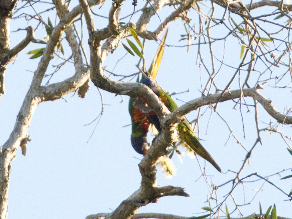 Rainbow Lorikeet - Helen Leonard