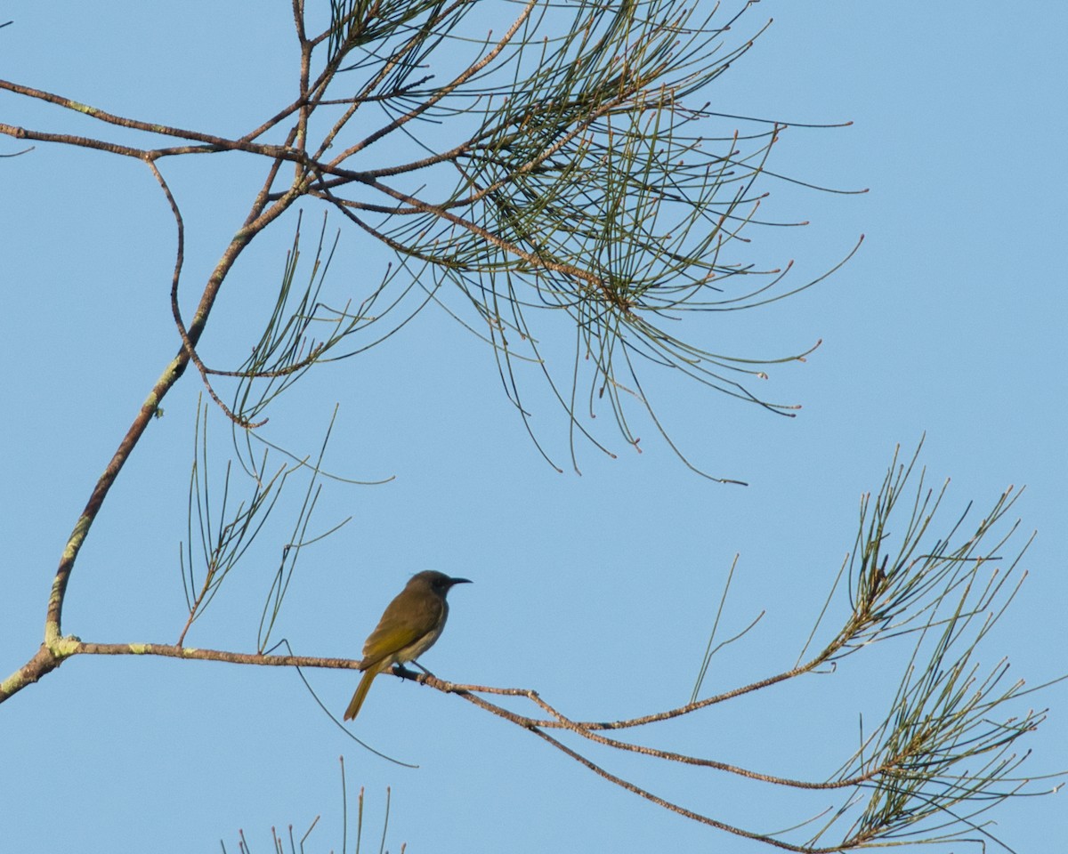 Brown Honeyeater - Helen Leonard