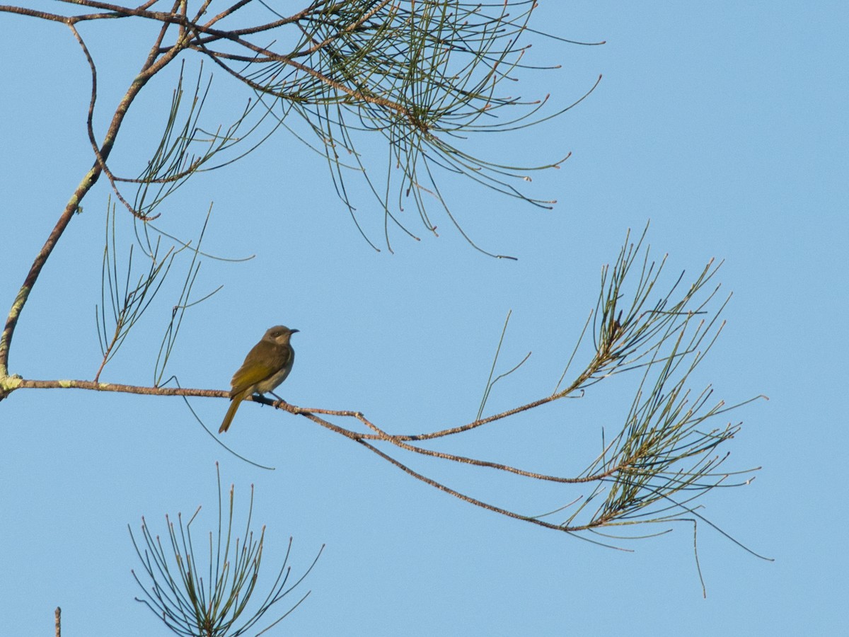 Brown Honeyeater - Helen Leonard