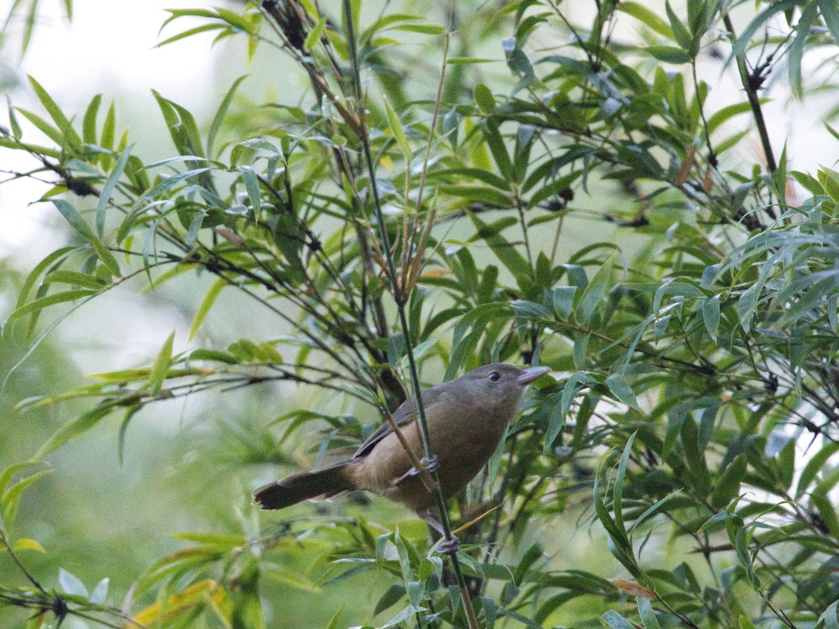 Rufous Shrikethrush - Helen Leonard