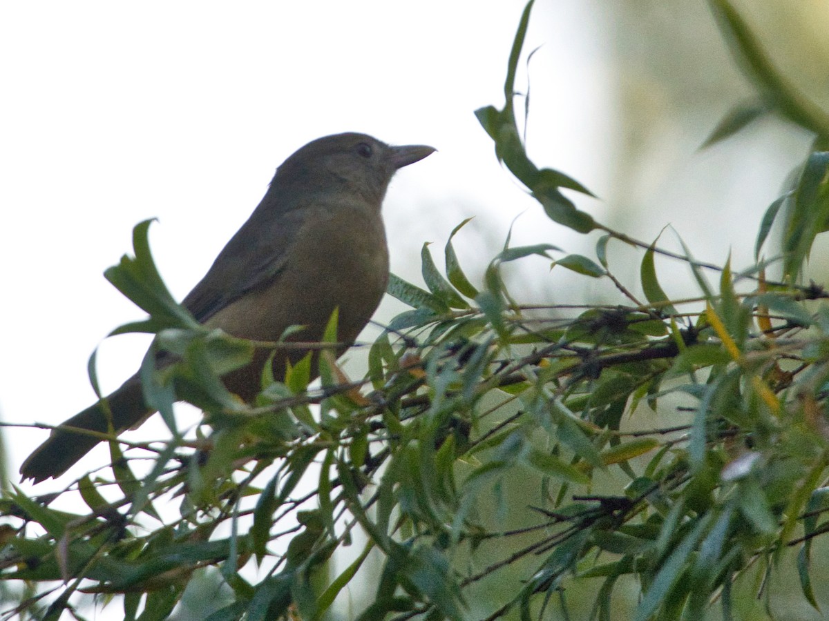 Rufous Shrikethrush - Helen Leonard