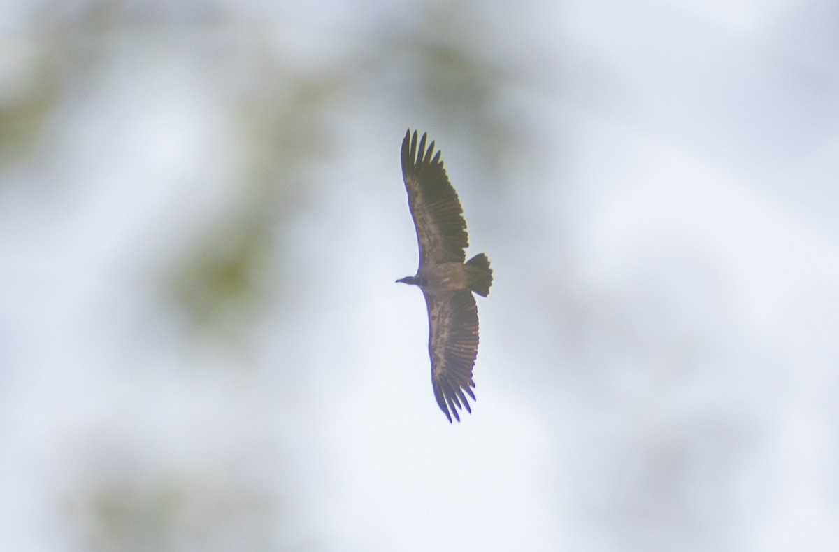 Indian Vulture - Atharva Gijare