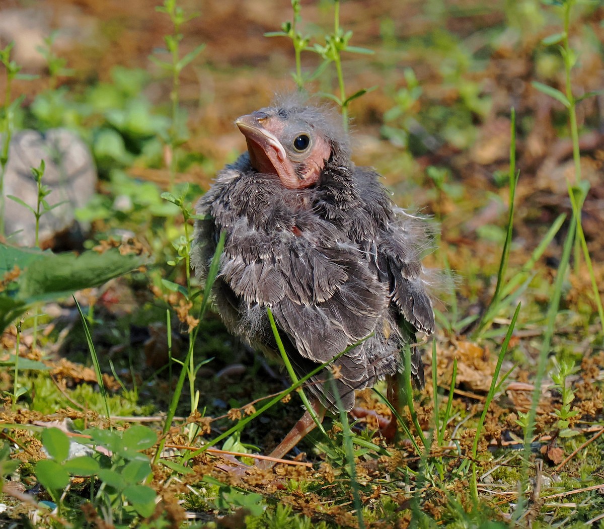 Brown-headed Cowbird - Ken Winkler