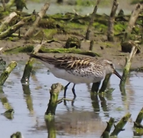 White-rumped Sandpiper - ML619664321