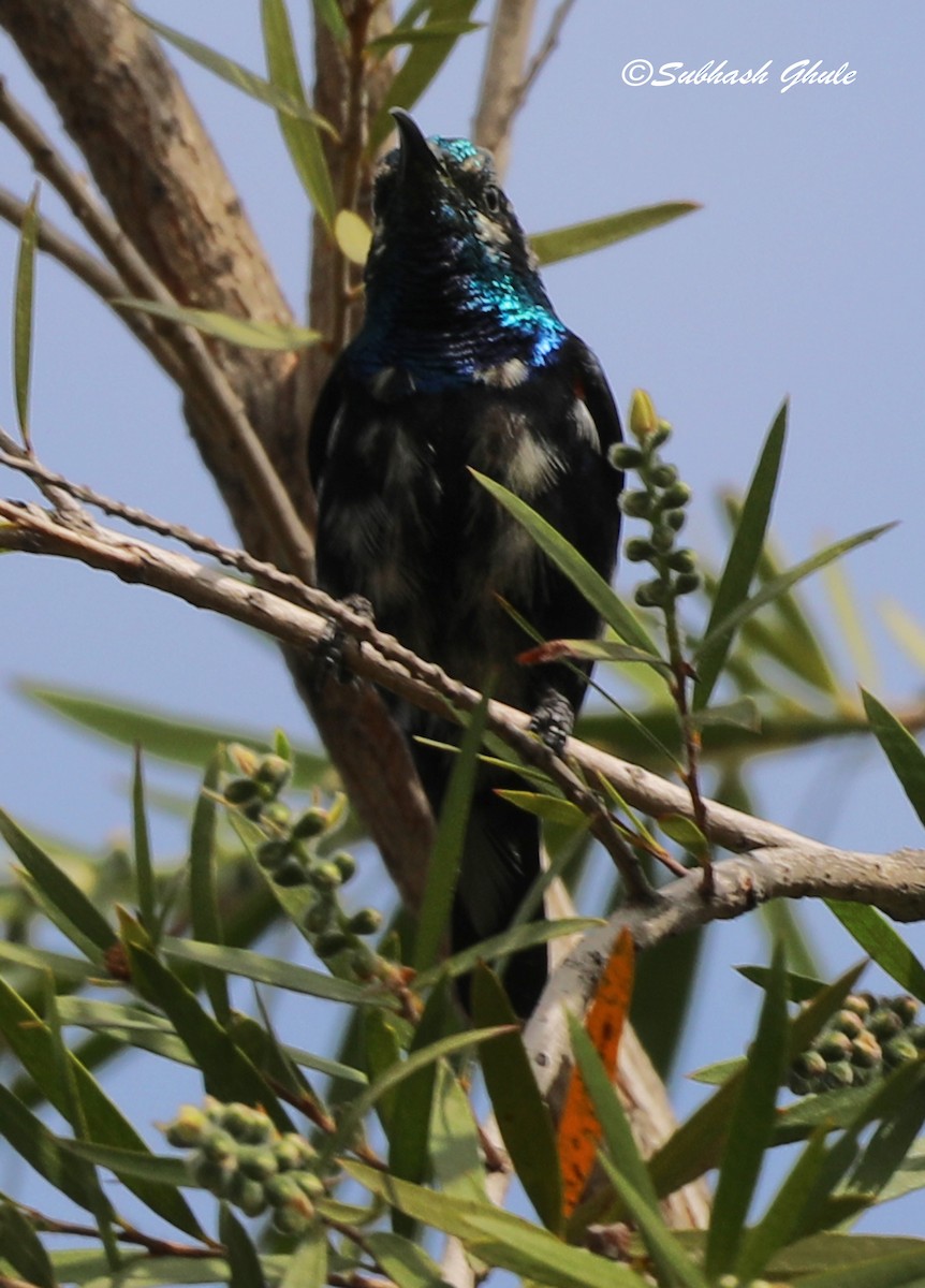 Purple Sunbird - SUBHASH GHULE