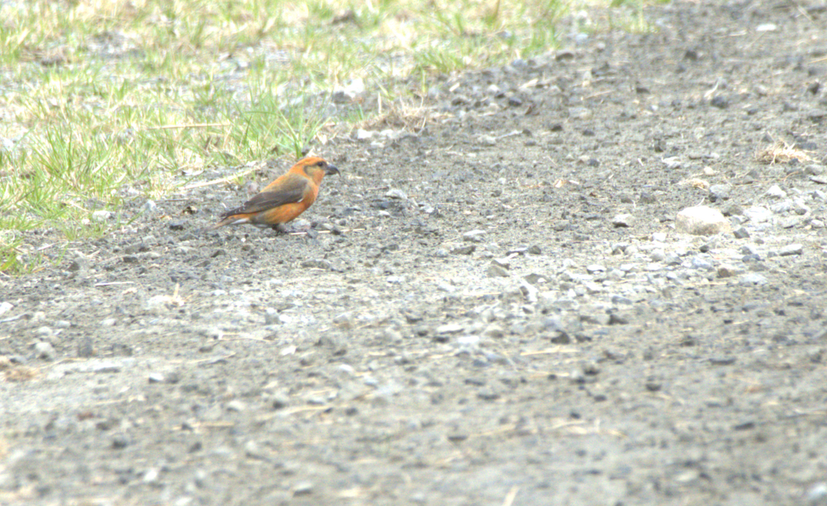 Red Crossbill - Cyrielle Leroy